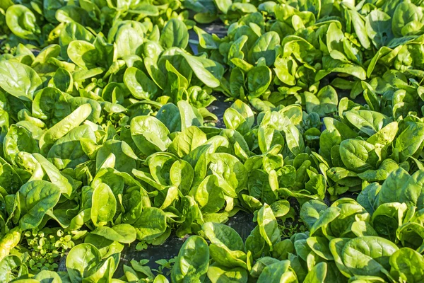 Spinach field — Stock Photo, Image