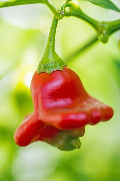 Chili bishops crown — Stock Photo, Image