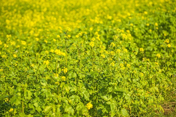 Mustard field — Stock Photo, Image