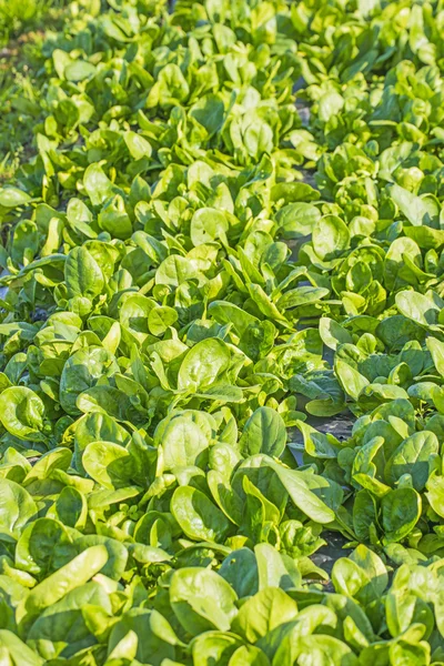 Field of spinach — Stock Photo, Image