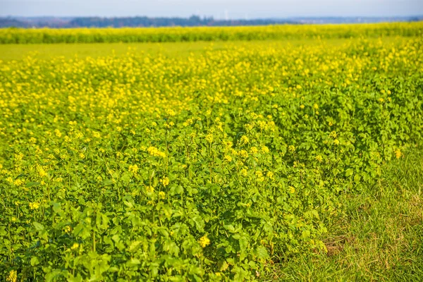 Mustard field — Stock Photo, Image