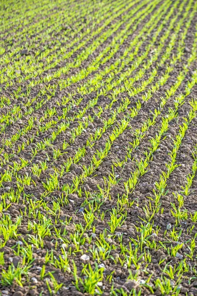 Winter wheat — Stock Photo, Image