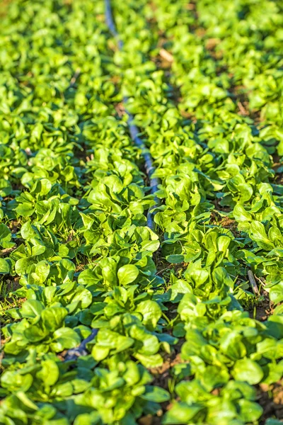 Campo di spinaci — Foto Stock