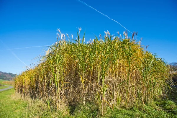 Switch grass in autumn — Stock Photo, Image