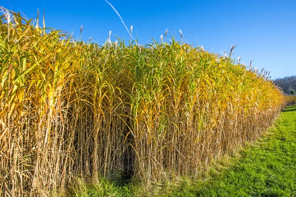 Switch grass in autumn — Stock Photo, Image