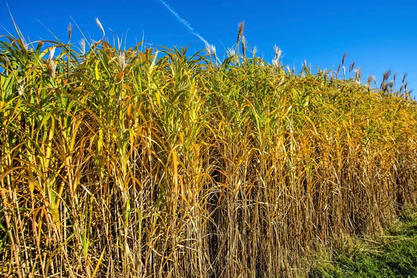 Switch grass in autumn — Stock Photo, Image