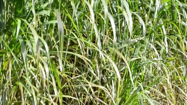 commutateur herbe 