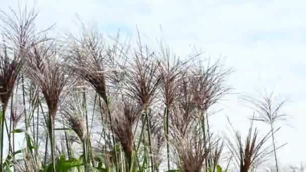 Переключатель травы — стоковое видео