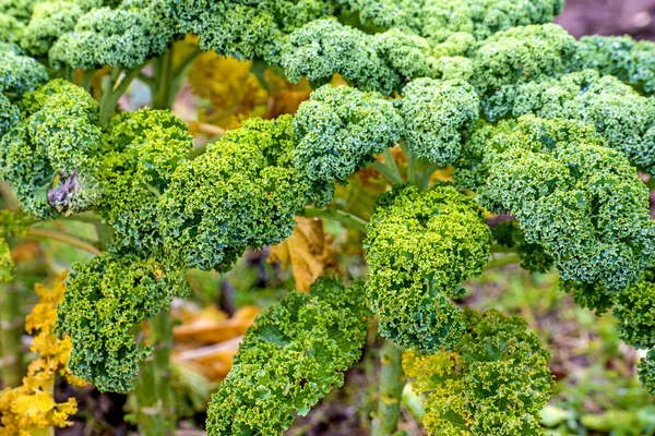 Green kale in cultivation — Stock Photo, Image