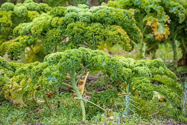 緑のキャベツ栽培 — ストック写真