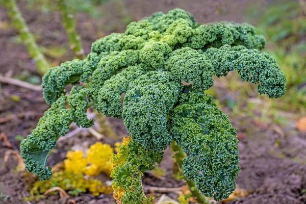Green kale in cultivation — Stock Photo, Image