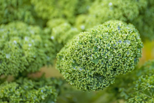 Yeşil lahana yetiştirme — Stok fotoğraf