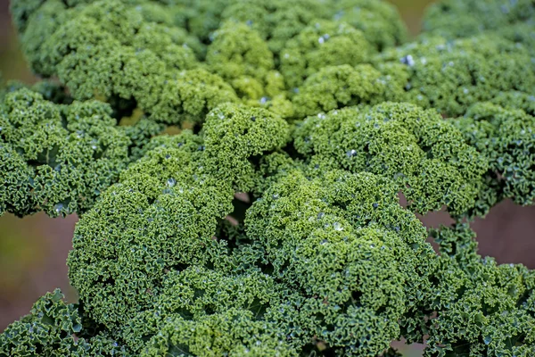 Green kale in cultivation — Stock Photo, Image