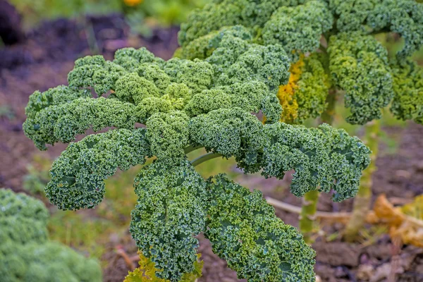 Groene boerenkool in teelt — Stockfoto