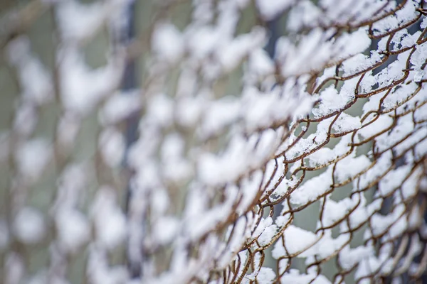 Snowhats on a fence — Stock Photo, Image