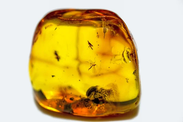 Amber med inbäddade insekter — Stockfoto