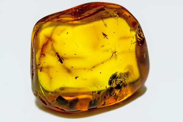 Amber with embedded insects — Stock Photo, Image