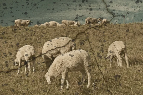 Sheep on a range — Stock Photo, Image