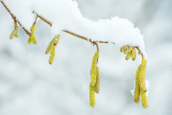 雪の中でヘーゼル ナッツの花 — ストック写真