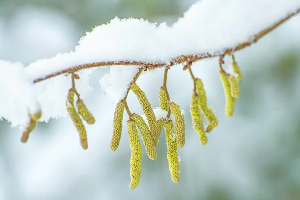 雪の中でヘーゼル ナッツの花 — ストック写真