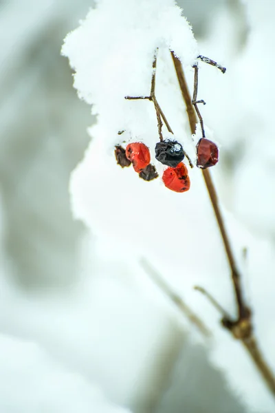 在雪中的雪球浆果 — 图库照片