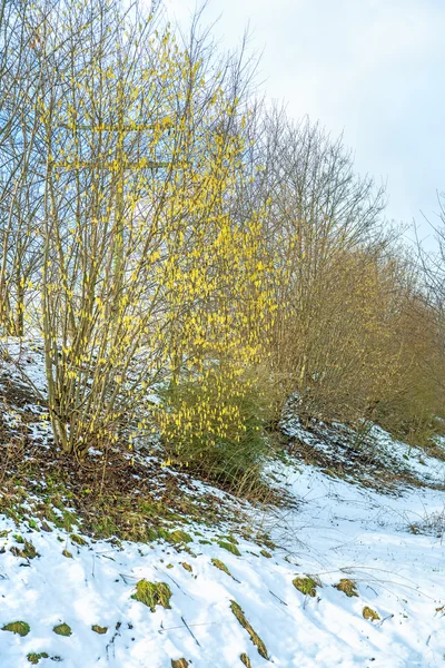 Hazelnut blossom in snow — Stock Photo, Image