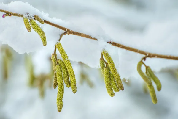 Haselnussblüte im Schnee — Stockfoto