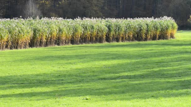 Overschakelen van gras — Stockvideo