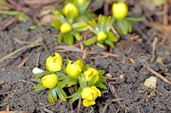 Winterakonit, eranthis hiemalis — Stockfoto