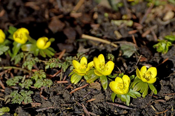 Winterakonit, eranthis hiemalis — Stockfoto