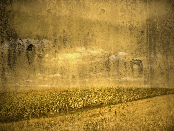 Campo de maíz en aspecto vintage — Foto de Stock