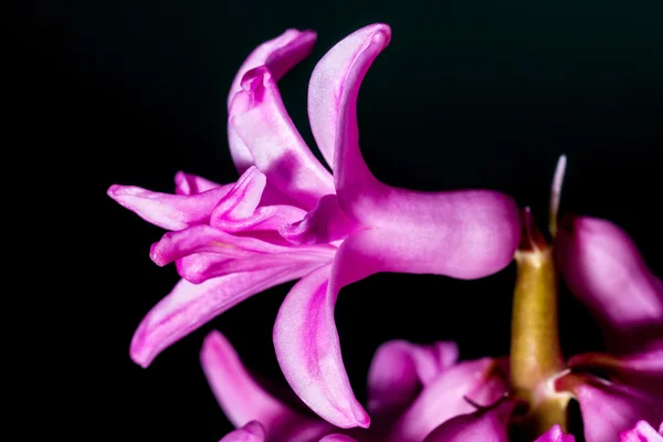 Hyazinthenblüte — Stockfoto