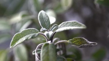 Adaçayı, tıbbi bitki, closeup yaprak