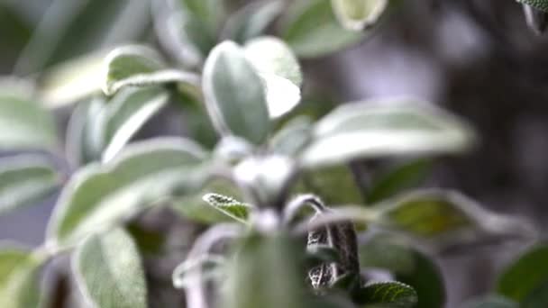 Salvia, pianta medica, primo piano delle foglie — Video Stock