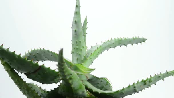 Aloe... — Vídeo de Stock