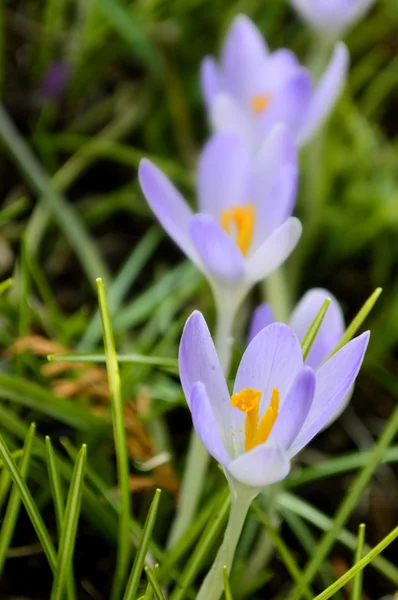 Saffron flower Stock Picture