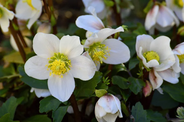 Róża bożonarodzeniowa, Helleborus niger — Zdjęcie stockowe