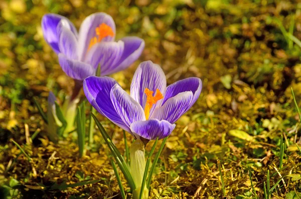 Crocus, spring flower in Germany — Stock Photo, Image