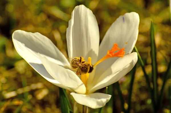 Çiğdem, Bahar çiçek Almanya — Stok fotoğraf