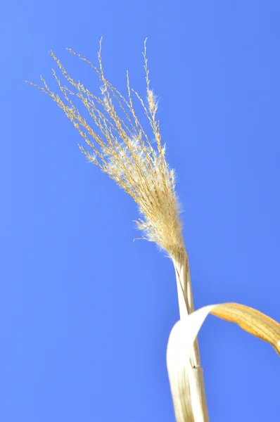 Switch grass with flower — Stock Photo, Image