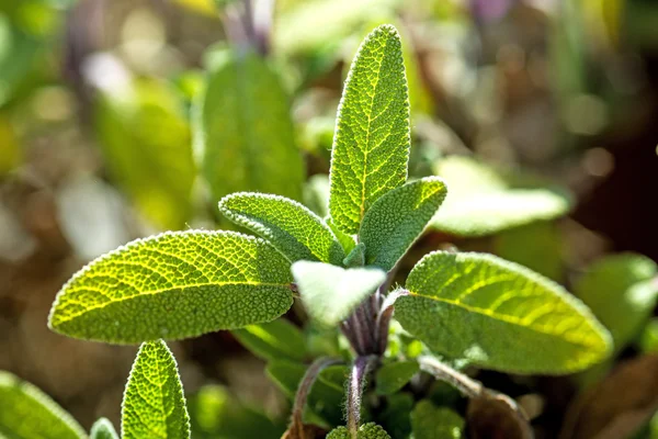 Sábio, Salvia officinalis — Fotografia de Stock