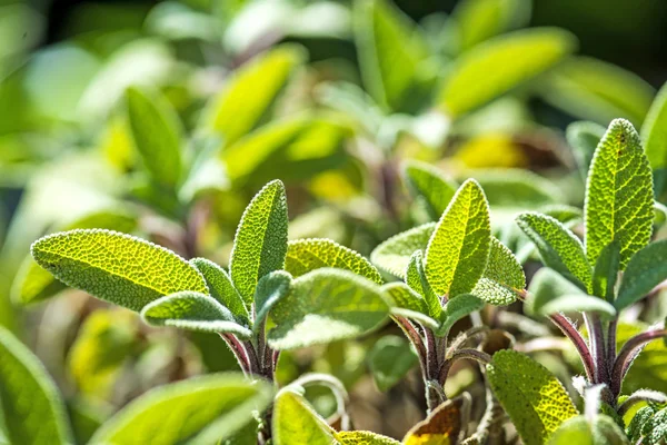 Sábio, Salvia officinalis — Fotografia de Stock