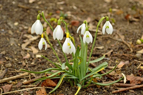 Gota de neve, Galanthus nivalis — Fotografia de Stock