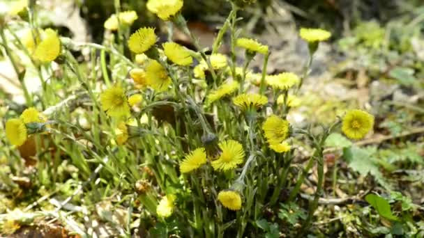 Coltsfoot, φαρμακευτικό φυτό — Αρχείο Βίντεο