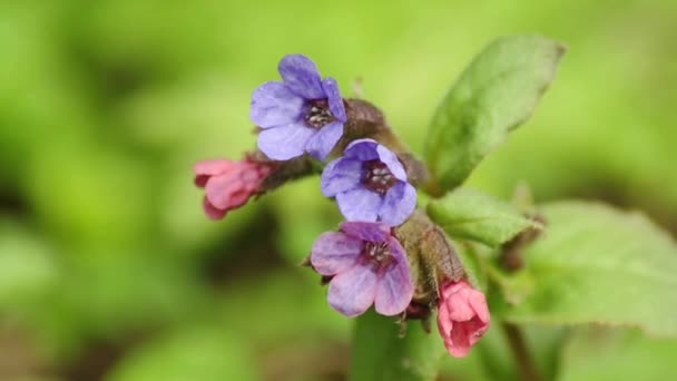 Flores del bosque primaveral alemán — Vídeos de Stock