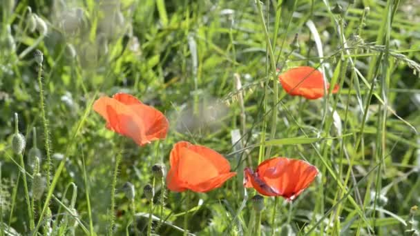 Poppy flower — Stock Video