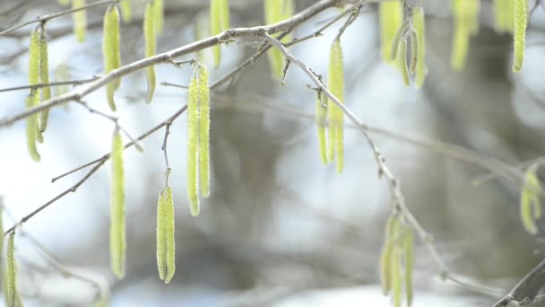 Hazelnoot bloosom in de winter — Stockvideo