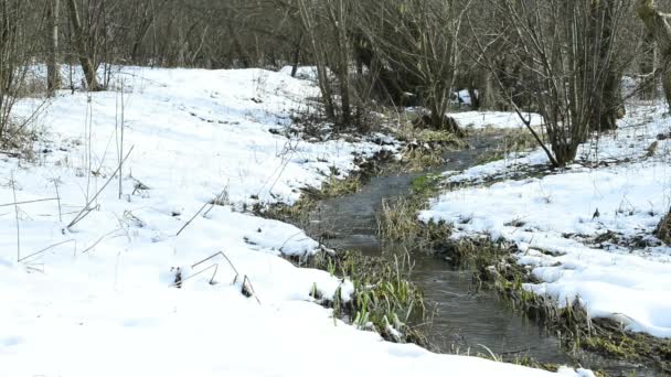 Hazelnoot bloesem en kreek in de winter — Stockvideo