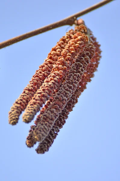 오리 나무 꽃 — 스톡 사진