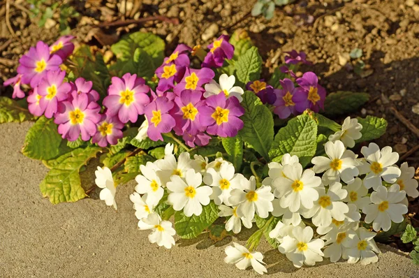 Primroses in a garden — Stock Photo, Image